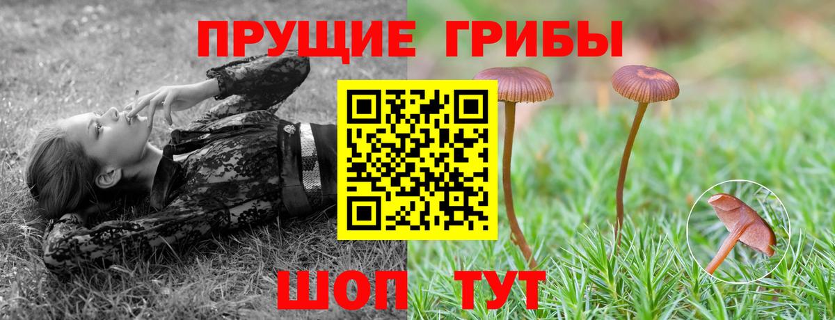 Сызрань  Псилоцибиновые грибы прущие грибы  Вход с VPN 